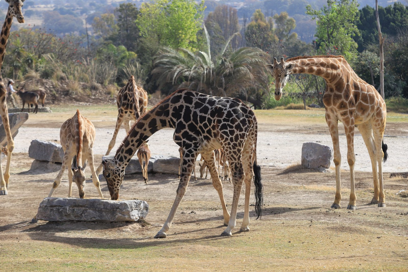 Benito se reúne con las siete jirafas de Africam