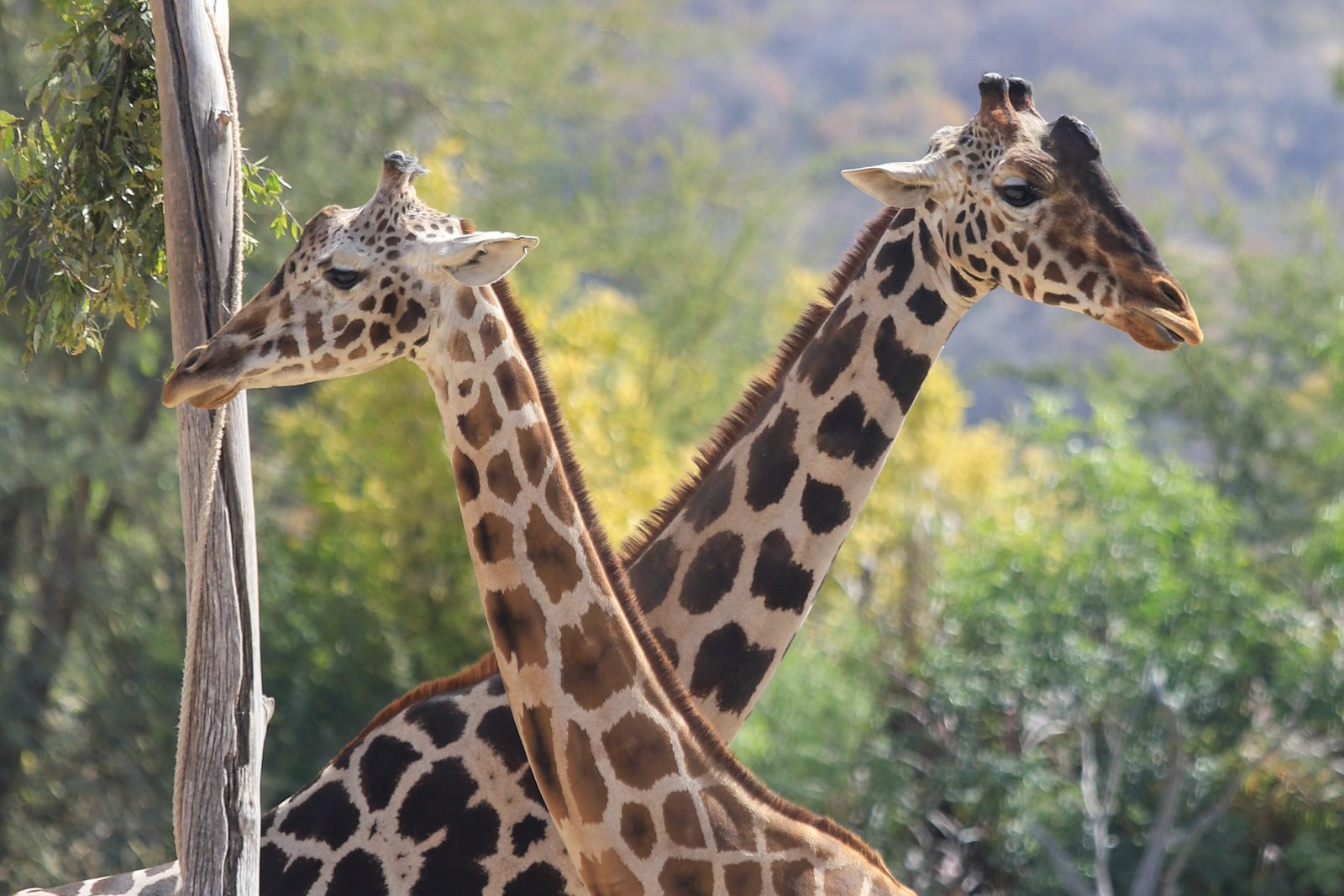 En 2025 podríamos ver al primer hijo de la jirafa Benito