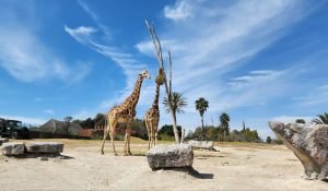 Jirafas en Africam Safari Puebla