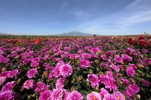 mercado de flores iztaccíhuatl