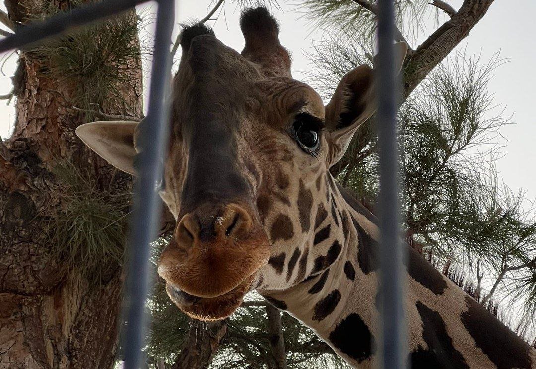 La jirafa Benito vivirá en Africam Safari Puebla