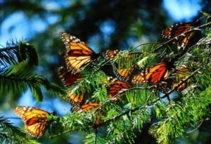 Mariposas Monarca en el Popocatépetl