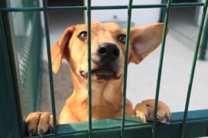 Estancia Pública para Perros y Gatos Callejeros en Puebla 2024