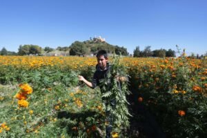 Campos de cempasúchil en Cholula en remate