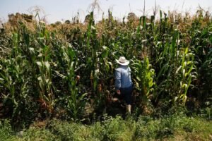 Puebla cuna del maíz