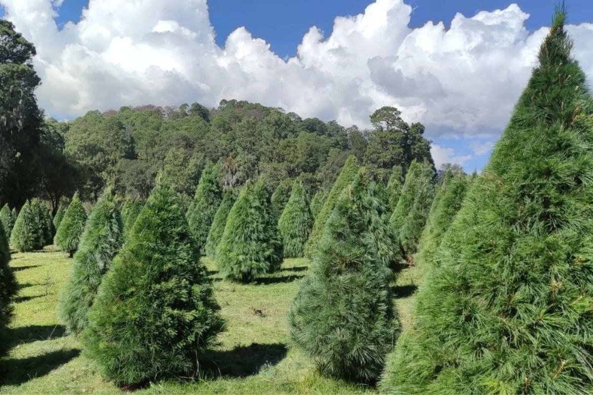 Árbol Natural de Navidad precios en Puebla