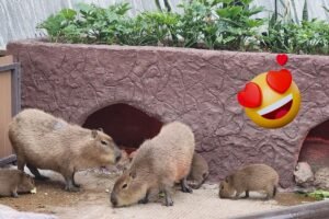 capibaras puebla
