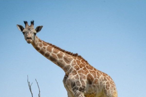 La jirafa Benito tendrá la función de semental en Africam