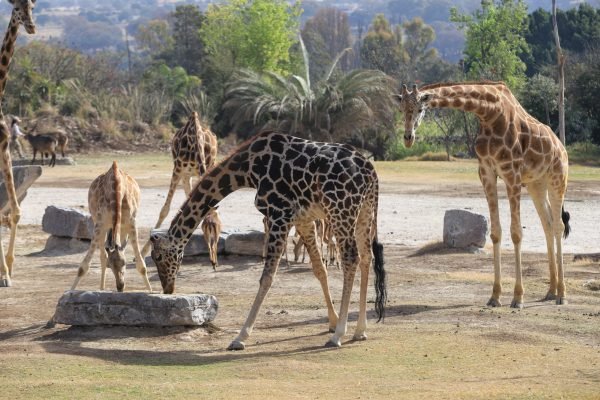 Benito se reúne con las siete jirafas de Africam