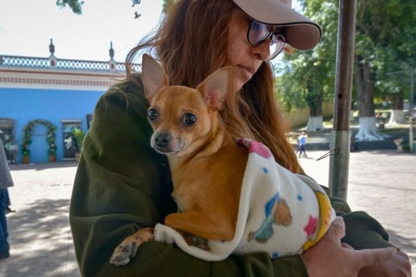 La Ley de Bienestar Animal de Puebla castiga la zoofilia