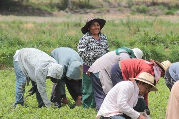 Atlixco siembra anualmente el epazote