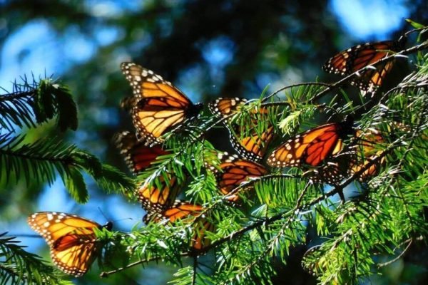 Mariposas Monarca en el Popocatépetl