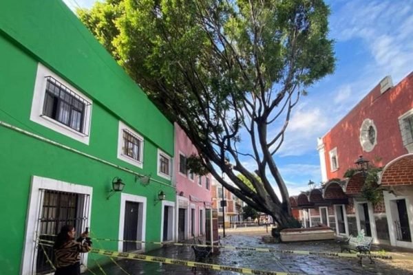 Árbol Barrio del Artista