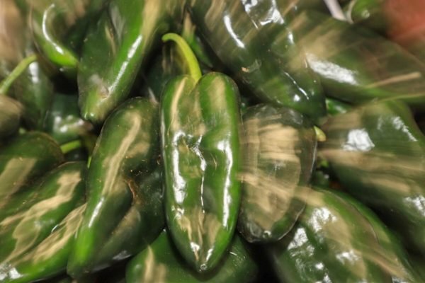 Chile poblano y su origen en el Valle de Tehuacán