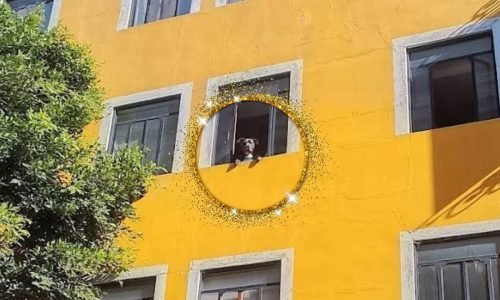 Perrito más chismoso Google Maps