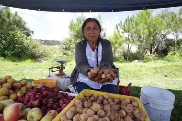 San Juan Cuaja y Santiago Raja explica el tiempo de maduración y corte de la nuez de Castilla