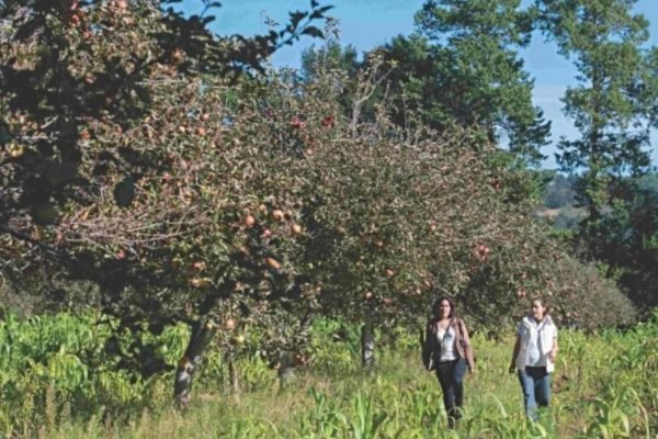 En Zacatlán puedes caminar entre campos de manzanas. Foto:  zacatlan.gob.mx